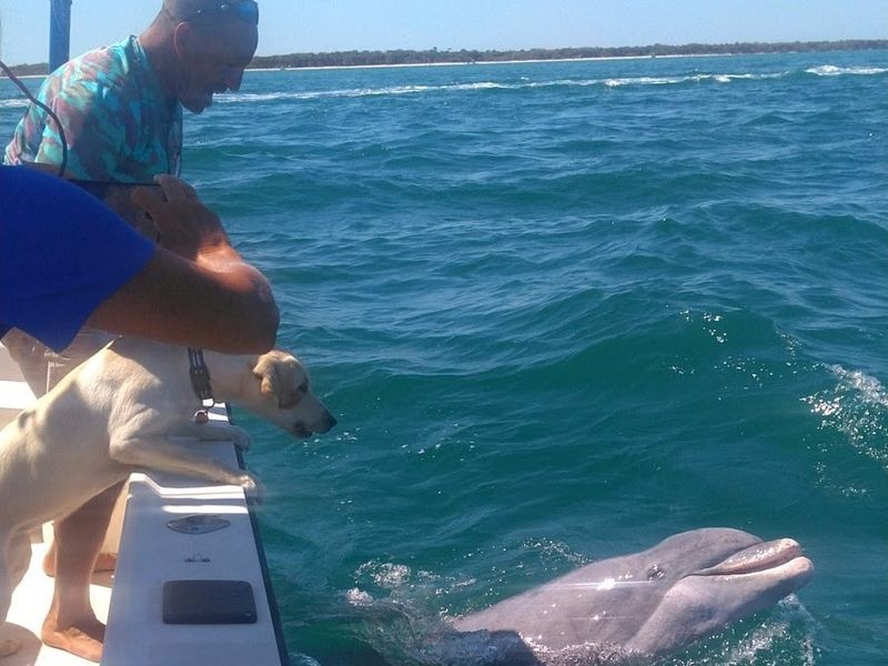 Dolphin Tour Englewood FL | Up to 6 People